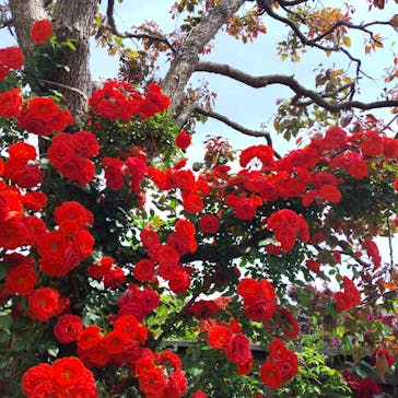 横浜イングリッシュガーデンに投稿された画像（2025/5/12）