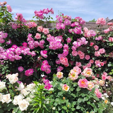 横浜イングリッシュガーデンに投稿された画像（2025/5/12）