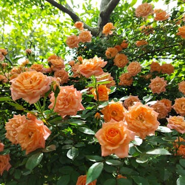 横浜イングリッシュガーデンに投稿された画像（2025/5/12）