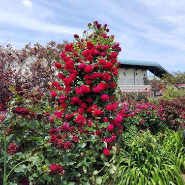 横浜イングリッシュガーデンに投稿された画像（2025/5/12）