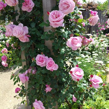 横浜イングリッシュガーデンに投稿された画像（2025/5/12）