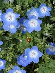 こうべアグリパークネモフィラの丘2025に投稿された画像（2025/5/12）