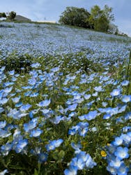 こうべアグリパークネモフィラの丘2025に投稿された画像（2025/5/12）