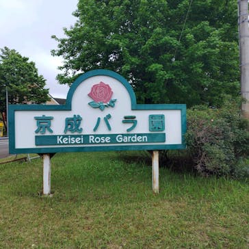 京成バラ園に投稿された画像（2025/5/12）