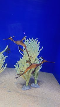 サンシャイン水族館に投稿された画像（2025/5/12）