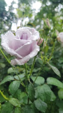 横浜イングリッシュガーデンに投稿された画像（2025/5/12）