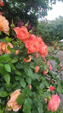 横浜イングリッシュガーデンに投稿された画像（2025/5/12）