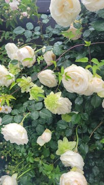 横浜イングリッシュガーデンに投稿された画像（2025/5/12）