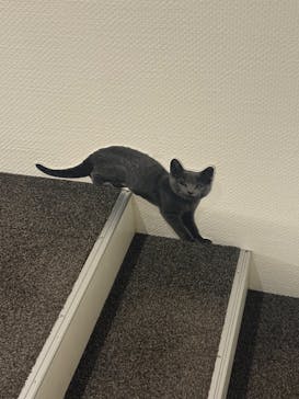 藤田嗣治 7つの情熱（ＳＯＭＰＯ美術館）	に投稿された画像（2025/5/12）