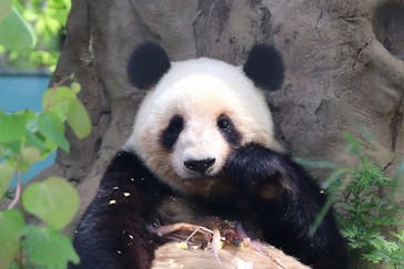 恩賜上野動物園に投稿された画像（2025/5/12）