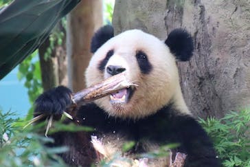 恩賜上野動物園に投稿された画像（2025/5/12）