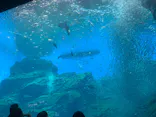 仙台うみの杜水族館に投稿された画像（2025/5/12）