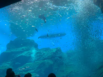 仙台うみの杜水族館に投稿された画像（2025/5/12）