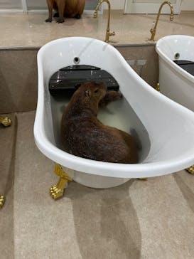 アニタッチPARKイオンモール太田に投稿された画像（2025/5/12）