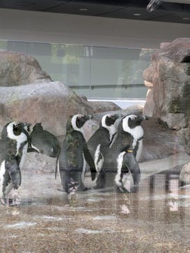 京都水族館に投稿された画像（2025/5/12）