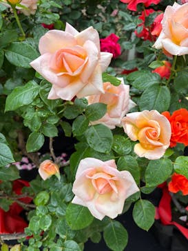 横浜イングリッシュガーデンに投稿された画像（2025/5/12）