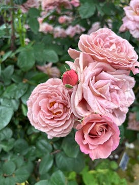 横浜イングリッシュガーデンに投稿された画像（2025/5/12）