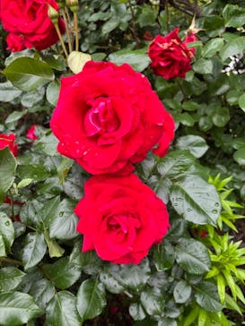 横浜イングリッシュガーデンに投稿された画像（2025/5/12）