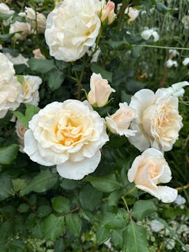 横浜イングリッシュガーデンに投稿された画像（2025/5/12）