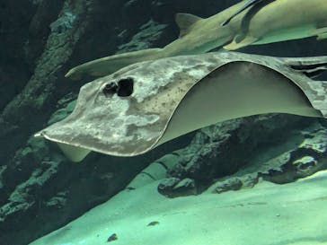 マリンワールド海の中道に投稿された画像（2025/5/12）