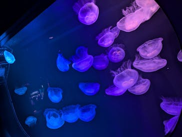 マリンワールド海の中道に投稿された画像（2025/5/12）