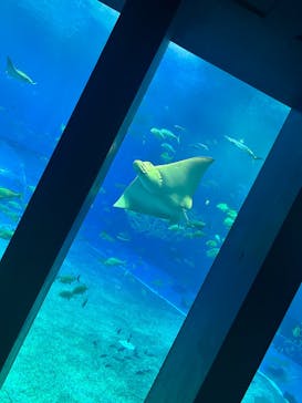 沖縄美ら海水族館に投稿された画像（2025/5/12）