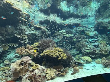 沖縄美ら海水族館に投稿された画像（2025/5/12）