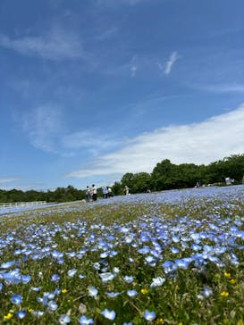 滋賀農業公園ブルーメの丘に投稿された画像（2025/5/12）