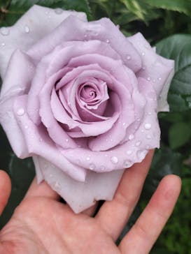 横浜イングリッシュガーデンに投稿された画像（2025/5/12）