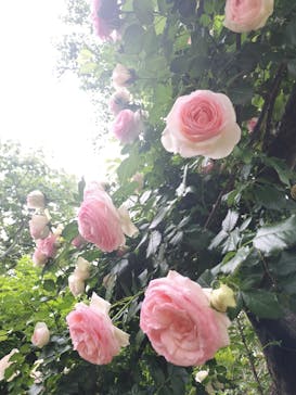 横浜イングリッシュガーデンに投稿された画像（2025/5/12）