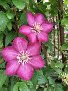 横浜イングリッシュガーデンに投稿された画像（2025/5/12）