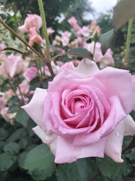 横浜イングリッシュガーデンに投稿された画像（2025/5/12）