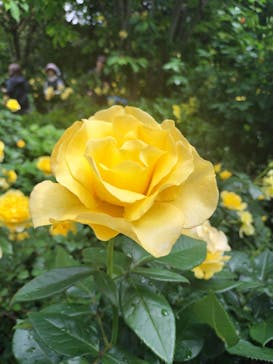 横浜イングリッシュガーデンに投稿された画像（2025/5/12）