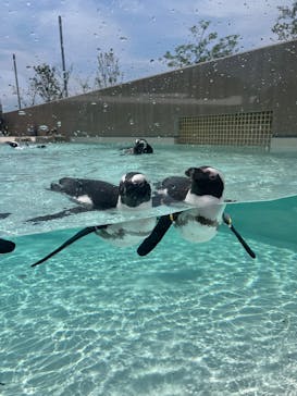 マリンワールド海の中道に投稿された画像（2025/5/12）