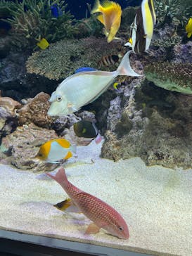マリンワールド海の中道に投稿された画像（2025/5/12）
