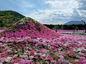 富士芝桜まつり(富士本栖湖リゾート)に投稿された画像（2025/5/12）