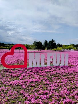 富士芝桜まつり(富士本栖湖リゾート)に投稿された画像（2025/5/12）