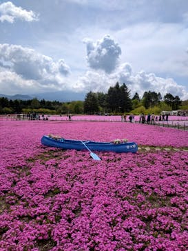 富士芝桜まつり(富士本栖湖リゾート)に投稿された画像（2025/5/12）