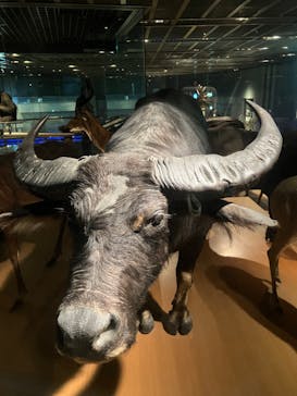 国立科学博物館に投稿された画像（2025/5/12）