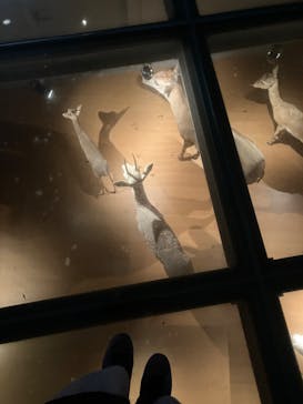 国立科学博物館に投稿された画像（2025/5/12）