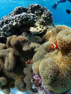 SUNSHINE MARIN 宮古島に投稿された画像（2025/5/12）