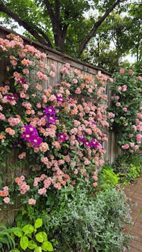 横浜イングリッシュガーデンに投稿された画像（2025/5/12）