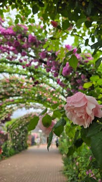 横浜イングリッシュガーデンに投稿された画像（2025/5/12）