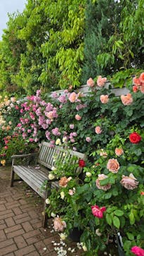 横浜イングリッシュガーデンに投稿された画像（2025/5/12）