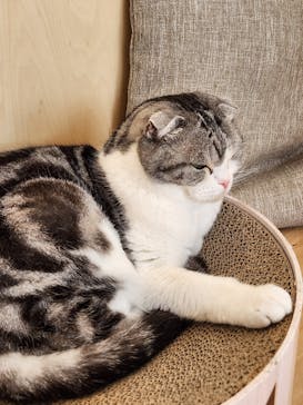 Cat Café MOFF グランベリーパーク店に投稿された画像（2025/5/13）