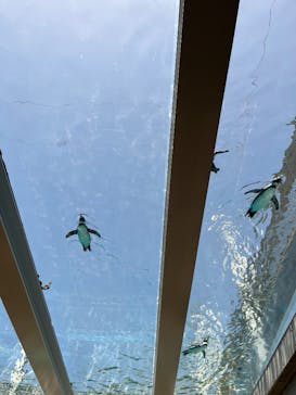 九十九島パールシーリゾートに投稿された画像（2025/5/13）