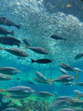 九十九島パールシーリゾートに投稿された画像（2025/5/13）