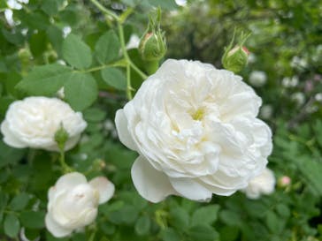 横浜イングリッシュガーデンに投稿された画像（2025/5/13）