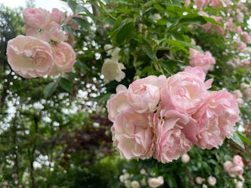 横浜イングリッシュガーデンに投稿された画像（2025/5/13）