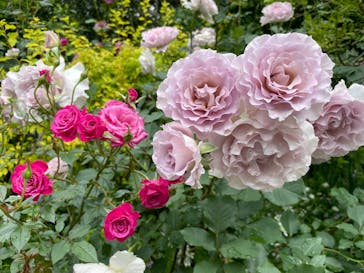 横浜イングリッシュガーデンに投稿された画像（2025/5/13）